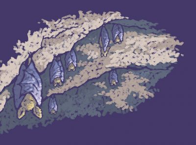 Bats hanging in a tree