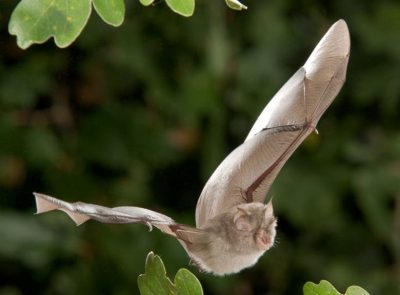 Lesser horse shoe bat
