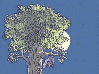 Bats in a tree