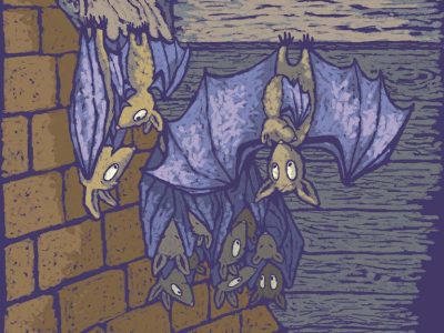 Bats roosting in a loft